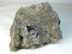 Herkimer Quartz in Matrix, (Cab)